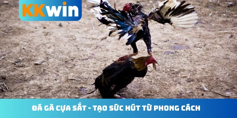 Đá gà cựa sắt
