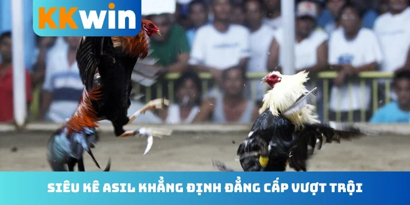 Siêu kê Asil khẳng định đẳng cấp vượt trội